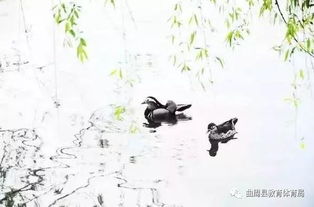  古诗词鉴赏白头吟