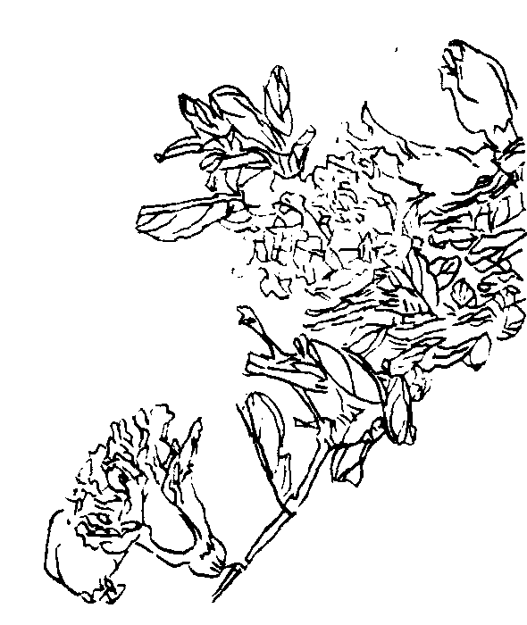  《石榴》咏石榴诗赏析