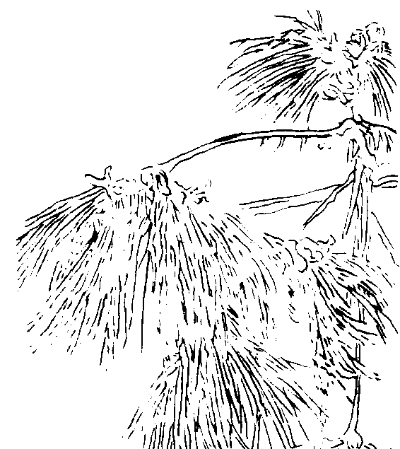  《合欢花》咏合欢花诗赏析