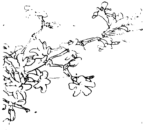  《迎春花》咏迎春花诗赏析