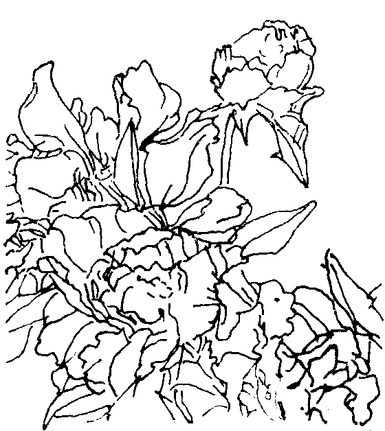  《芍药》咏芍药诗赏析