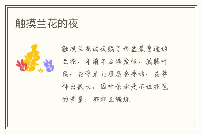  触摸兰花的夜