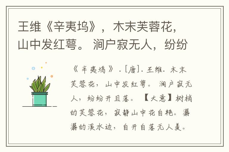 王维《辛夷坞》,木末芙蓉花,山中发红萼。 涧户寂无人,纷纷开且落。